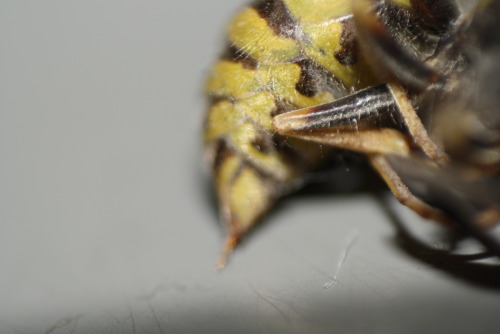 wasp reverse macro