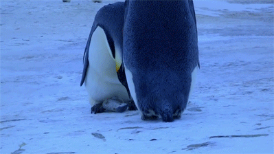 relatable-images:  babyanimalposts:  this is so sad. i love penguins  feeling sad? look at this baby animal blog!