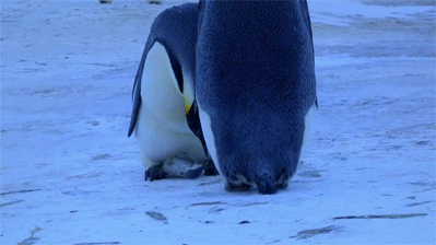 sixpenceee:  A footage of penguins “mourning” over their child. Hunched over the perfectly preserved chick, the mother pokes gently at it with her beak to check for signs of life. Instinctively, she nudges it towards her pouch because it’s all