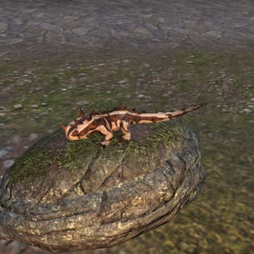 uesp: trinimac: uesp: remainprofane: uesp: Pictured: A gecko in the desert, on a barrel, and on a ro
