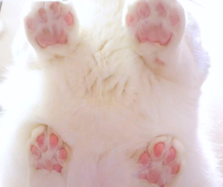 friendly-animals:  Follow me for more cute animals! (: