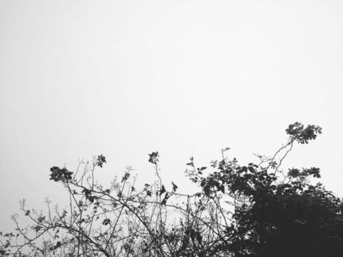 Growth, Tree, Nature, Clear Sky, Copy Space, Flower, Low Angle View, No People, Day, Outdoors, Beaut