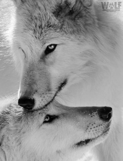 savage-gentleman-wolf:  mrnovemberrain:#Wolf