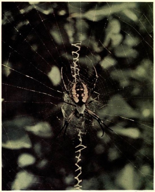 nemfrog:Orange Argiope. American spiders. 1949.