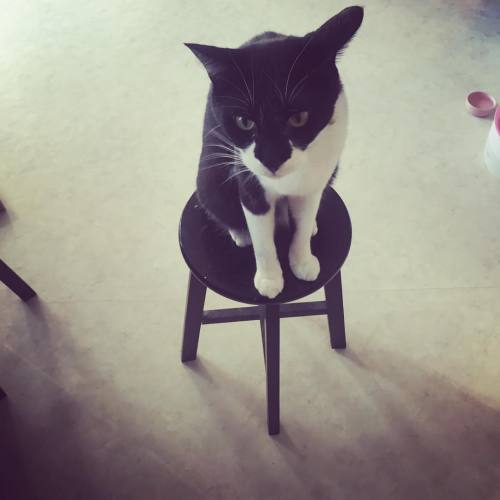 hapunhapun:  威圧感。   #cat #cats #ねこ #猫 #ネコ #batman #バットマン #catsofinstagram #ilovecat #chat #ふわもこ部