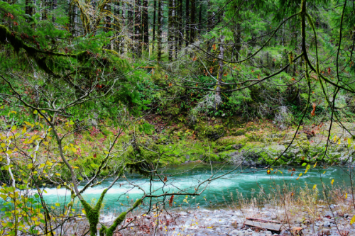 bright-witch: ◈ Pacific Northwest photography by Michelle N.W. ◈ ◈ Print Shop ◈ Blog ◈ Flickr ◈ ◈ Pl