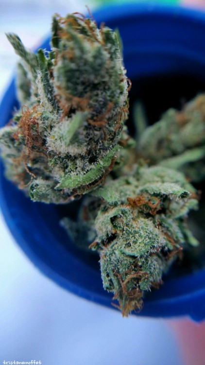 tristanemoffet:Alien Dawg