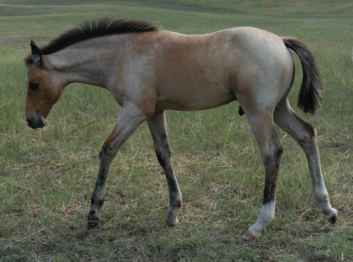 colourfulequines:  Buckskin roan Quarter Horse colt, in the process of shedding his foal coat. (source) 