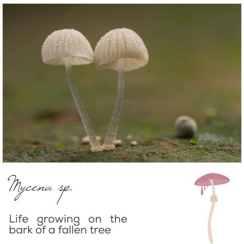 “Stand by me”Beauty is tiny and it often has to be looked for around ourselves.#mushroom #fungi #nat