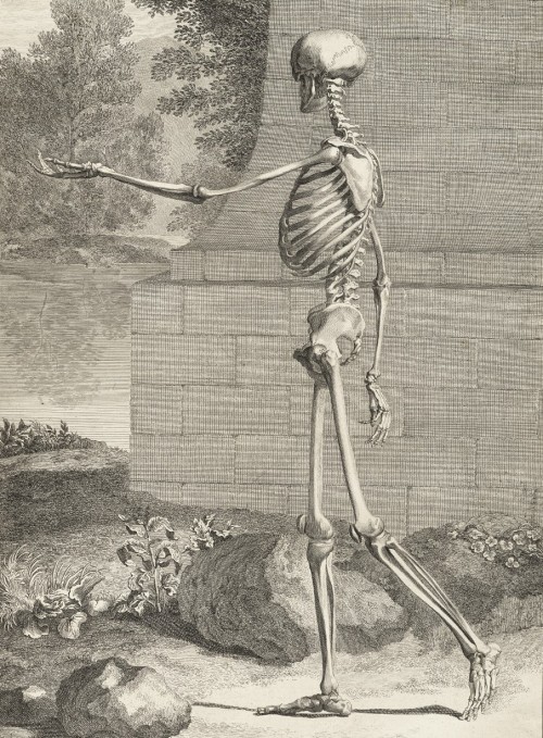 From Tabulae sceleti et musculorum corporis humani (1749 - Engraving) - by Bernhard Siegfried Albinu