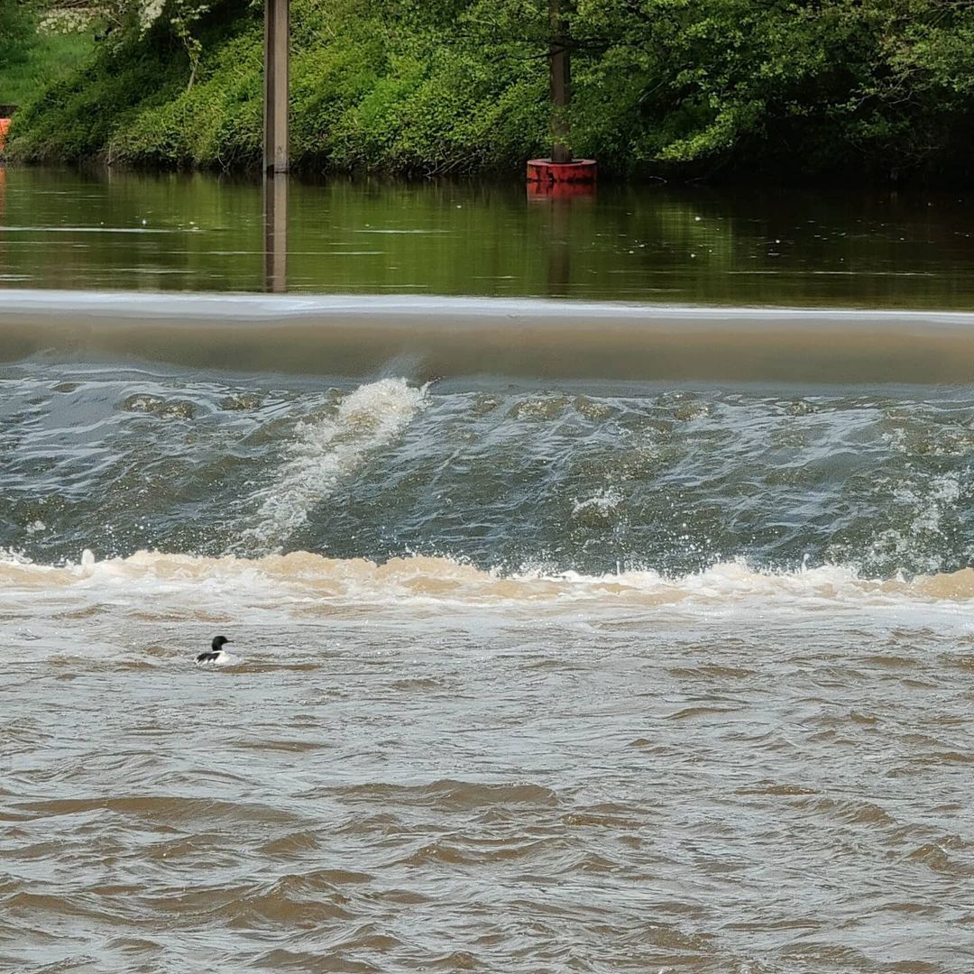 Duck fishing at Worcester weir #wonderful #worcester #riversevern (at Worcester, Worcestershire)
https://www.instagram.com/p/CO5gUuxDC_E/?igshid=1tja65aygyio5