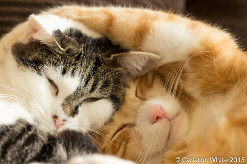magical-meow: Cuddle Time by CJ