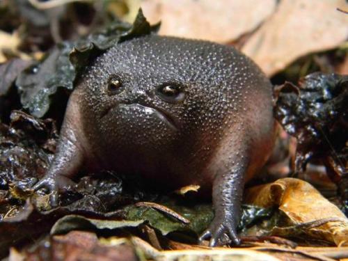 bitterglitterqueer:  THIS AVOCADO IS FURIOUS 