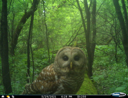 tinfigs: gracetoldmeto:trailcams:source …am i missing somethingImagine seeing this beast