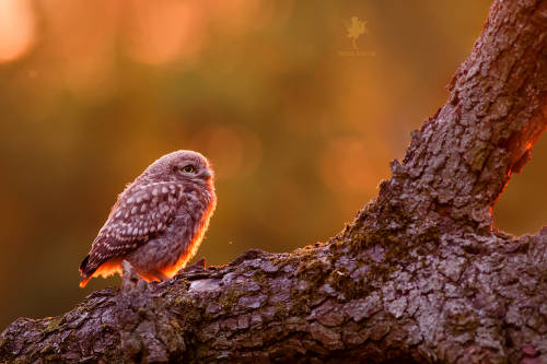 Little Sunset Owl by Roeselien Raimond Camera: Canon EOS 5D Mark III Lens: Canon EF 300mm f/4L IS US