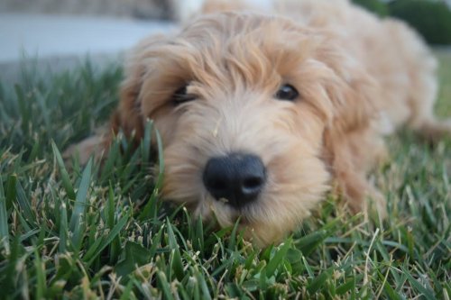 animalrates:  animal rates?