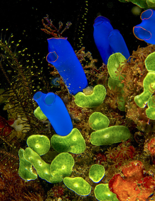 tunicates