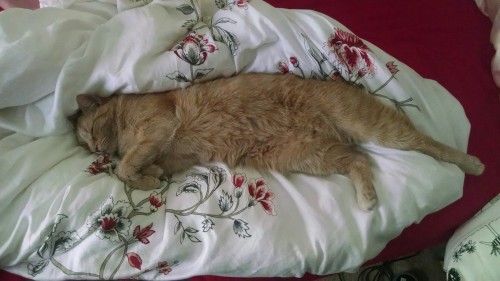 This is why I can&rsquo;t sleep with him comfortably&hellip;he&rsquo;s just gotta stretc