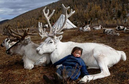  Mongolian child asleep with reindeer Photo by Hamid Sardar  