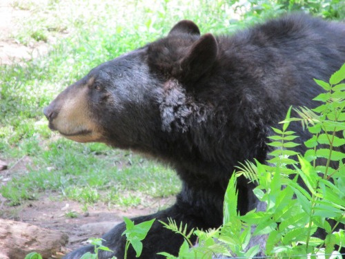 rebexorcist:  I went to the zoo last week and obviously all I was thinking at the black bear exhibit was “I gotta get some cute shots for @artemispanthar!” And I didn’t get very many so I’ll throw in two bonus shots from a couple of years ago