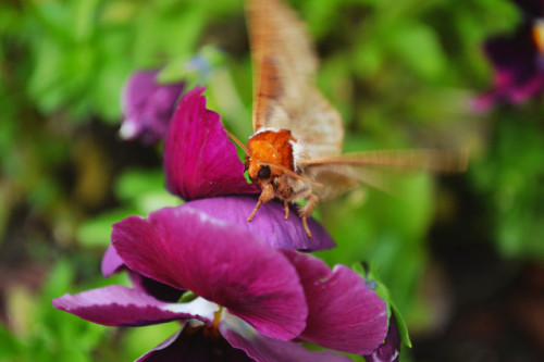 megarah-moon:One more post! I’m finally finding cool moths so I must spam you! Drexel’s Datana moth✨