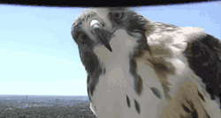 gifsboom:  Curious hawk checks out weather