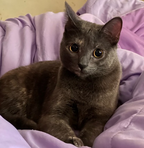 Cleopatra Is Absolutely Adorable (we Were Watching Pokmon )