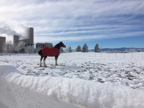 Evan, the Budweiser Clydesdale enjoying the Colorado snow. I have such a cool job!