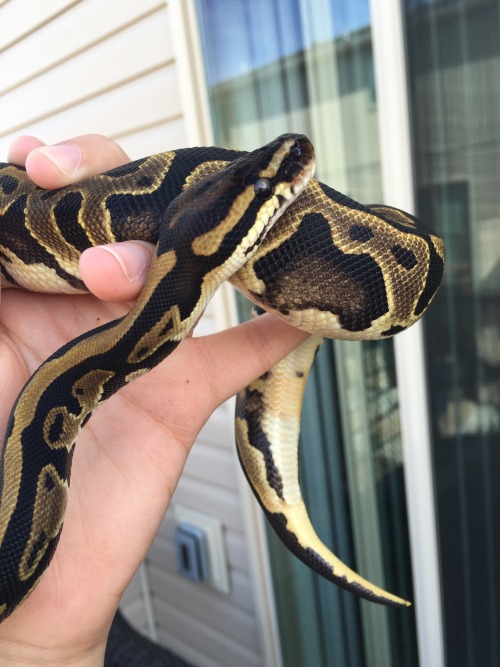 ballpythoncrazy: Dapple is so pretty, I love just plain old leopards. Bonus picture of Sus in the su