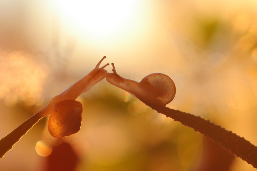 lostinhistory:  blueandbluer:  haiweewicci:  naked-mahariel:  princeof-heart:  sexycomputervoice:  staceythinx:  Rain or shine, macro photographer Vadim Trunov captures the surprisingly adventurous lives of snails.  So beautiful.  LOOK AT THESE MEANINGFUL