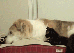 XXX tastefullyoffensive:  Cats Attacking Dogs photo