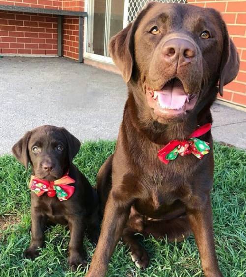 labrador-overload:Luna and Duke! -