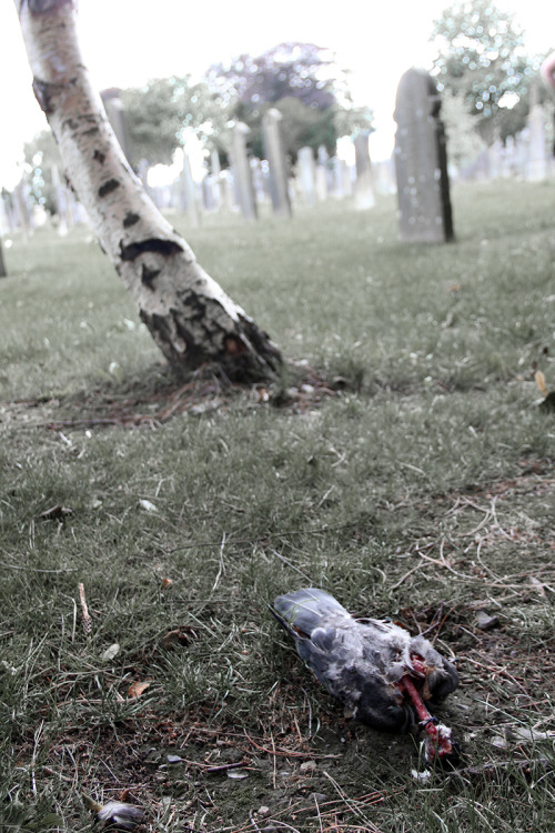 Glasnevin Cemetery, Dublin.