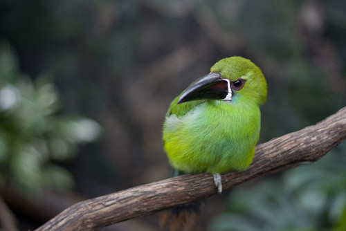 animals-animals-animals:Crimson-rumped Toucanet (by Ahd Photography)