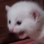 ghostmouses