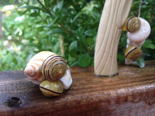 Let me help you with your snaesthetic (snail aesthetic) - here’s some snails (snail snails) fo