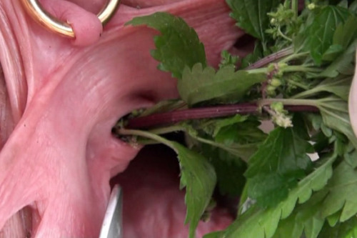 Nettles?!