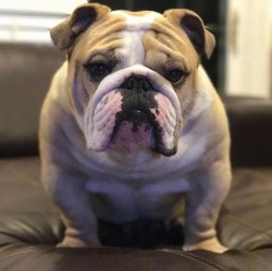 ilove-englishbulldogs:Thinkin about lunch when you just had breakfast