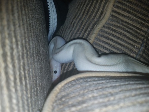 oriandico: Silly boy’s adventure behind the cushions