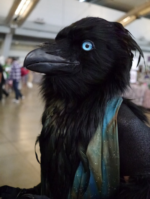 lithefider:  So uuggnnnn these avians were absolutely amazing and I wanted to take them all home with me especially dat Raven nngggg <3.  I know the Blue Phoenix type is manojalpa but I am unsure of the others, tell me and I’ll happily credit you!