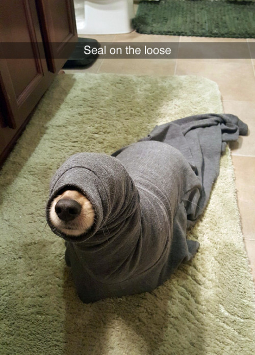 or seal????