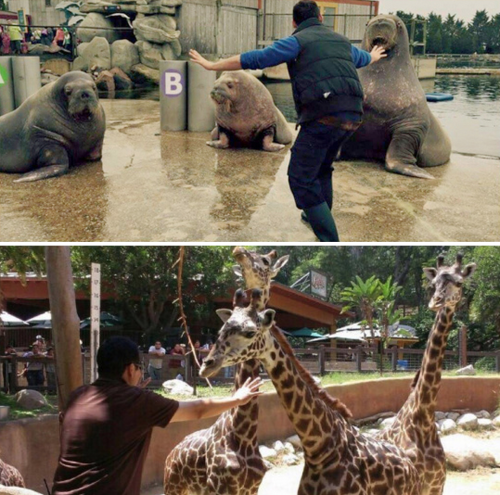 jumpingjacktrash: tastefullyoffensive: This is getting out of control. (photos via ZookeeperRachel) 