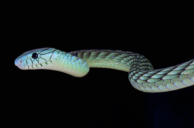 jaws-and-claws:
“ Western green mamba / Dendroaspis viridis by Reptiles4all on Flickr.
”