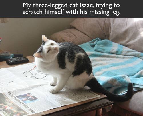 unimpressedcats:  i just …. can’t … quite … reach …  