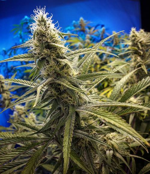 weedporndaily:  GoodMorning strain. #BushidoGarden #BushidoGenetics #BushidoSeeds #RedEyedSamurai #Pakalolo #PakaloloClan #GrowWithStandards #TeamOG by @bushido_garden