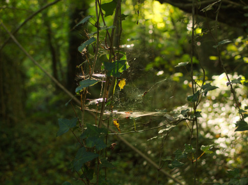 Crawfordsburn Country Park by jonas andersson