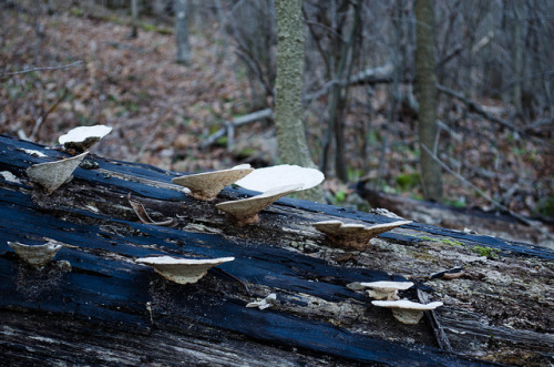 Forest Fungi by Matthew Salas on Flickr.