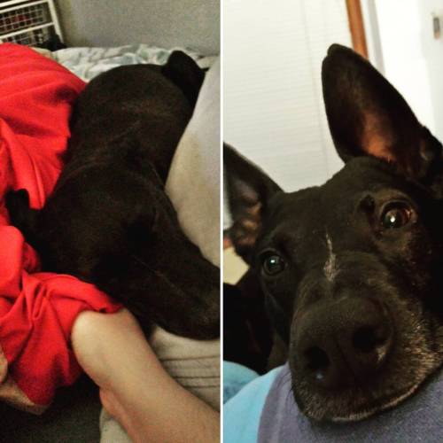 You know he is feeling safe and loved when his ears are down. Otherwise they act like satillites, wh