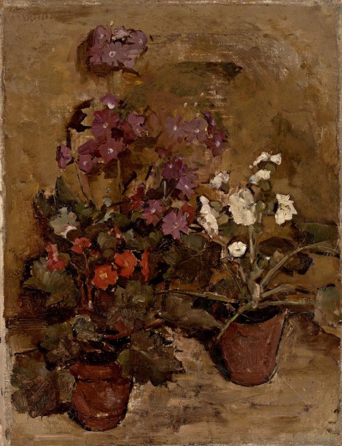 pintoras: Emilie Mediz-Pelikan (Austrian, 1861 – 1908): Potted plants in the sunny light (via 