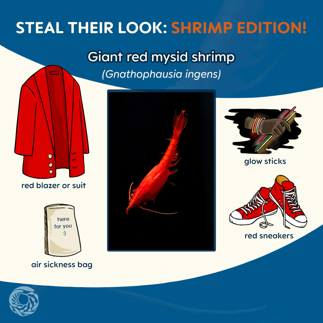 An image titled “steal their look: shrimp edition” displays a photo of a giant red mysid shrimp (Gnathophausia ingens). The shrimp is swimming diagonally from the upper right corner of the photo to the lower left corner of the photo–standing out in a bright red glow against the pitch black backdrop of the deep sea. Illustrated assets surrounding the photo in the center provide recommendations on how to look like this shrimp. The suggested items are: a red blazer or suit, an air sickness bag, a handful of glow sticks, and red sneakers. On the lower left corner of the image, the Monterey Bay Aquarium logo is positioned as a watermark.